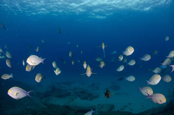 황소자리 황소자리 황소자리 Acanthurus Xanthopterus 황다랑어 Surgeonfish 난파선에서 태평양의 코르테즈 — 스톡 사진