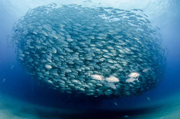 Olho Grande Trevally Jack Caranx Sexfasciatus Formando Uma Escola Bola — Fotografia de Stock