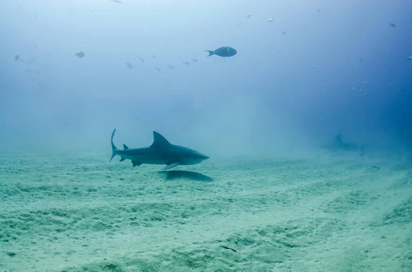 Καρχαρίας Carcharhinus Leucas Ύφαλοι Της Θάλασσας Του Κορτέζ Ειρηνικός Ωκεανός — Φωτογραφία Αρχείου
