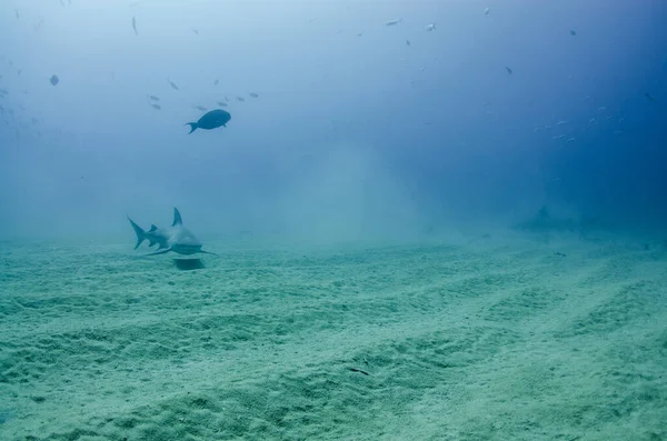 Tubarão Touro Carcharhinus Leucas Recifes Mar Cortez Oceano Pacífico Cabo — Fotografia de Stock