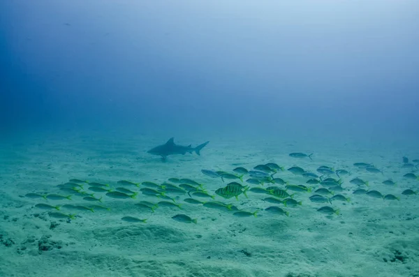 Bikacápa Carcharhinus Leucas Cortez Tengerének Zátonyai Csendes Óceán Cabo Pulmo — Stock Fotó