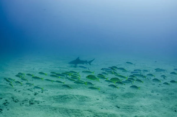 Bull Shark Carcharhinus Leucas Kortézské Útesy Pacifický Oceán Cabo Pulmo — Stock fotografie
