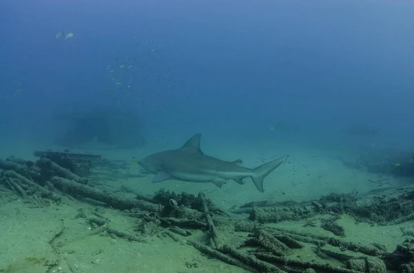 Carcharhinus Leucas 科尔特斯海的珊瑚礁 太平洋 墨西哥南下加利福尼亚Cabo Pulmo 世界上的水族馆 — 图库照片