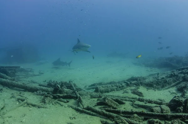 Squalo Toro Carcharhinus Leucas Scogliere Del Mare Cortez Oceano Pacifico — Foto Stock