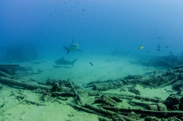 Boğa Köpekbalığı Carcharhinus Leucas Cortez Denizi Nin Resifleri Pasifik Okyanusu — Stok fotoğraf