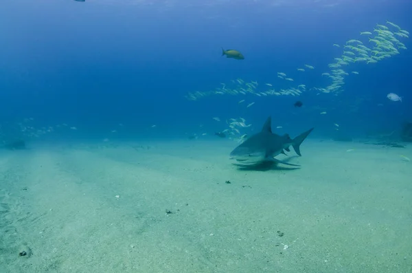 Squalo Toro Carcharhinus Leucas Scogliere Del Mare Cortez Oceano Pacifico — Foto Stock