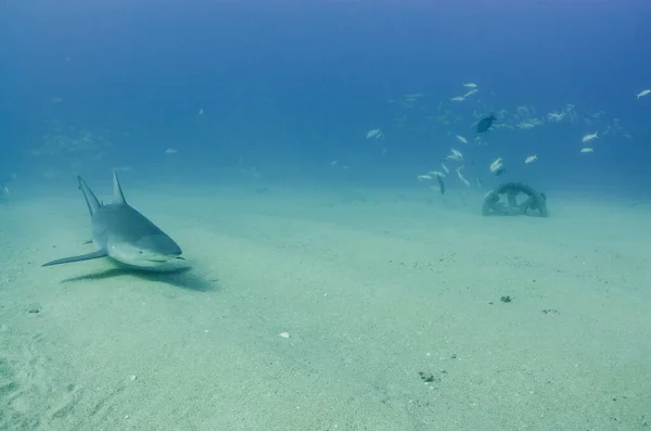 Bull Shark Carcharhinus Leucas Kortézské Útesy Pacifický Oceán Cabo Pulmo — Stock fotografie