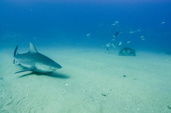 Tiburón Toro Carcharhinus Leucas Arrecifes Del Mar Cortés Océano Pacífico — Foto de Stock