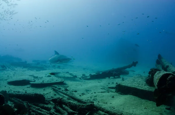 Tubarão Touro Carcharhinus Leucas Recifes Mar Cortez Oceano Pacífico Cabo — Fotografia de Stock