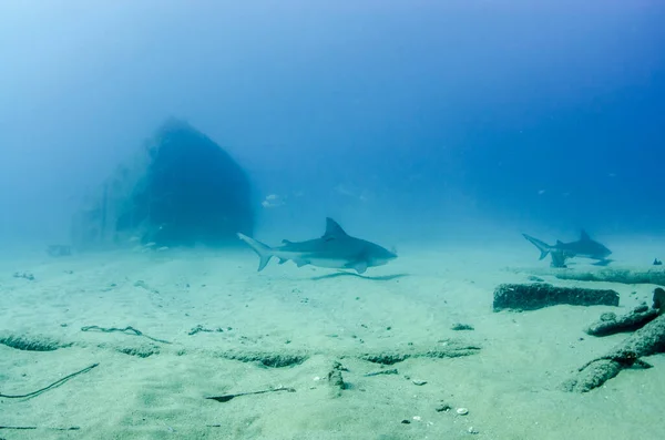 Bull Shark Carcharhinus Leucas Рифи Кортезького Моря Тихоокеанського Океану Cabo — стокове фото