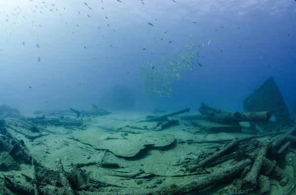 Carcharhinus Leucas 科尔特斯海的珊瑚礁 太平洋 墨西哥南下加利福尼亚Cabo Pulmo 世界上的水族馆 — 图库照片