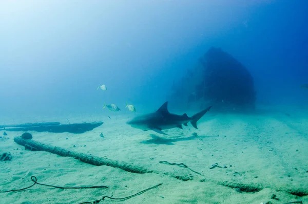 Bull Shark Carcharhinus Leucas Kortézské Útesy Pacifický Oceán Cabo Pulmo — Stock fotografie