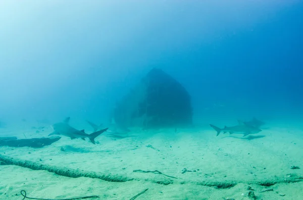 Boğa Köpekbalığı Carcharhinus Leucas Cortez Denizi Nin Resifleri Pasifik Okyanusu — Stok fotoğraf