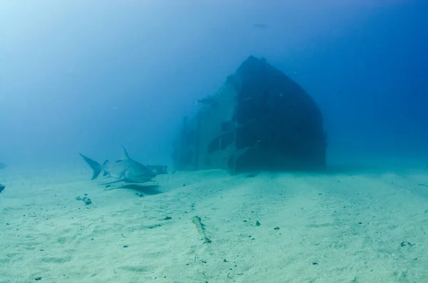 Bull Shark Carcharhinus Leucas Kortézské Útesy Pacifický Oceán Cabo Pulmo — Stock fotografie