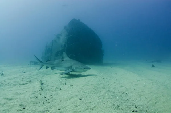 Squalo Toro Carcharhinus Leucas Scogliere Del Mare Cortez Oceano Pacifico — Foto Stock