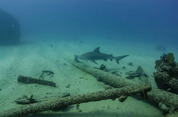 Stierhaai Carcharhinus Leucas Riffen Van Zee Van Cortez Stille Oceaan — Stockfoto