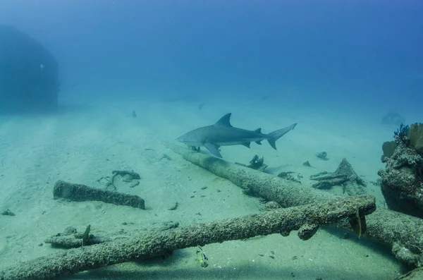 Żarłacze Śledziowe Carcharhinus Leucas Rafy Morskie Cortez Ocean Spokojny Cabo — Zdjęcie stockowe