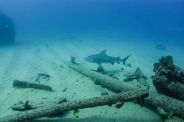 Stierhaai Carcharhinus Leucas Riffen Van Zee Van Cortez Stille Oceaan — Stockfoto