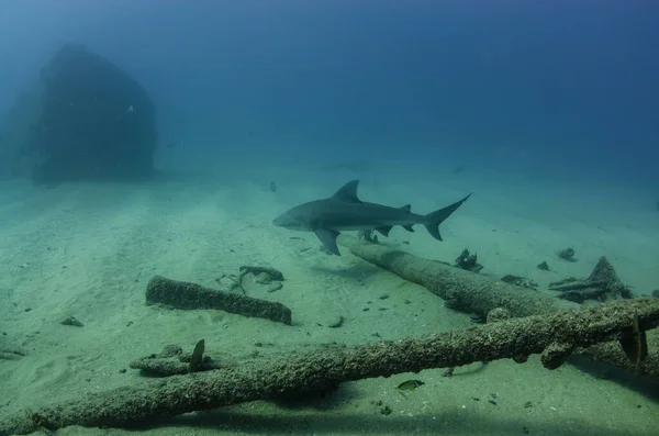 Squalo Toro Carcharhinus Leucas Scogliere Del Mare Cortez Oceano Pacifico — Foto Stock