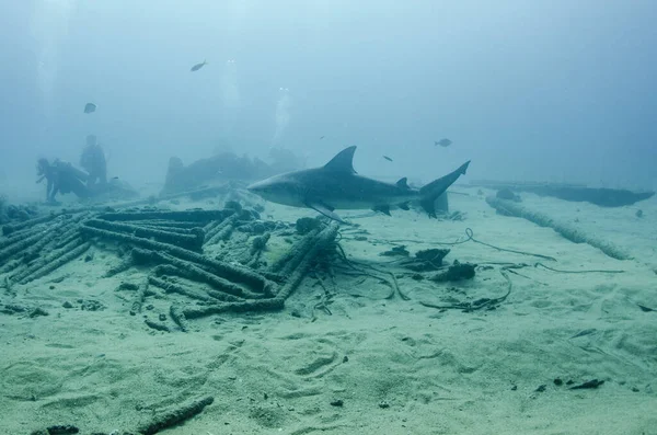 Bull Shark Carcharhinus Leucas Werkt Samen Met Duikers Riffen Van — Stockfoto