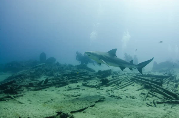 Bull Shark Carcharhinus Leucas Współdziałający Nurkami Rafy Morskie Cortez Ocean — Zdjęcie stockowe