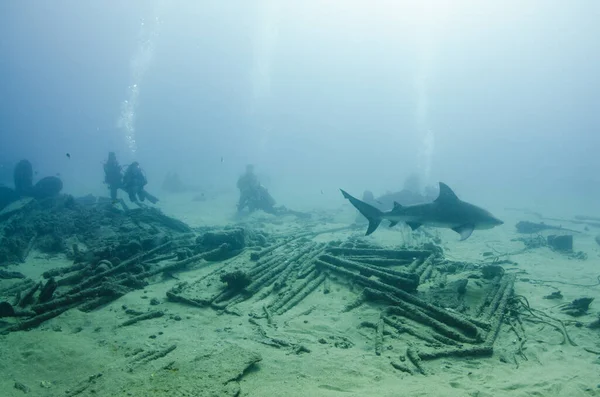 Bull Shark Carcharhinus Leucas Współdziałający Nurkami Rafy Morskie Cortez Ocean — Zdjęcie stockowe