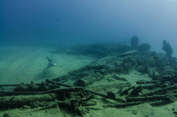 Bull Shark Carcharhinus Leucas Рифи Кортезького Моря Тихоокеанського Океану Cabo — стокове фото