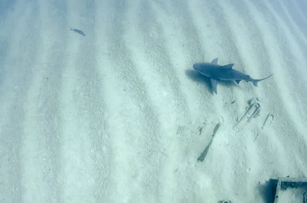 Tiburón Toro Carcharhinus Leucas Arrecifes Del Mar Cortés Océano Pacífico — Foto de Stock