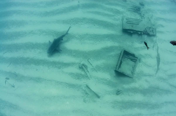 Bikacápa Carcharhinus Leucas Cortez Tengerének Zátonyai Csendes Óceán Cabo Pulmo — Stock Fotó