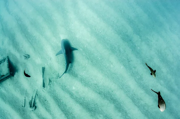 Carcharhinus Leucas 科尔特斯海的珊瑚礁 太平洋 墨西哥南下加利福尼亚Cabo Pulmo 世界上的水族馆 — 图库照片