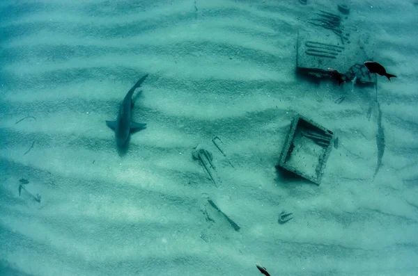 Squalo Toro Carcharhinus Leucas Scogliere Del Mare Cortez Oceano Pacifico — Foto Stock