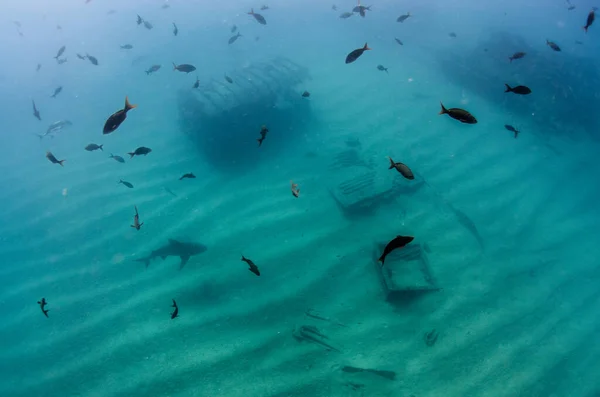 Tiburón Toro Carcharhinus Leucas Arrecifes Del Mar Cortés Océano Pacífico — Foto de Stock