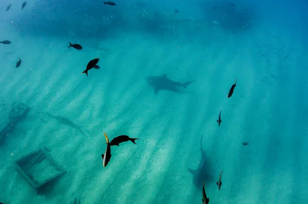 Bullhaj Carcharhinus Leucas Reven Vid Cortez Hav Stilla Havet Cabo — Stockfoto