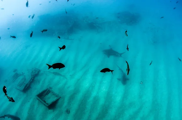 ブルシャーク Carcharhinus Leucas 太平洋のコルテス海のサンゴ礁 プルモ カリフォルニア スール メキシコ 世界の水族館 — ストック写真