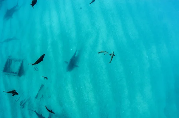 Carcharhinus Leucas 科尔特斯海的珊瑚礁 太平洋 墨西哥南下加利福尼亚Cabo Pulmo 世界上的水族馆 — 图库照片