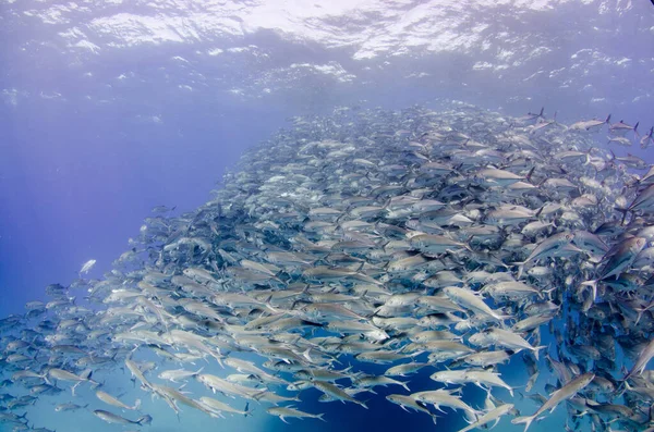 Ojo Grande Trevally Jack Caranx Sexfasciatus Formando Una Escuela Bola — Foto de Stock