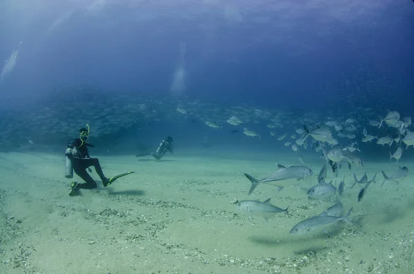 Duże Oko Trevally Jack Caranx Sexfasciatus Tworzenie Szkoły Piłka Przynęta — Zdjęcie stockowe