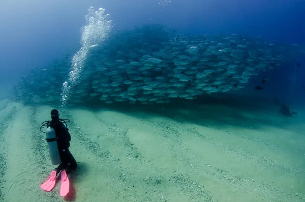 Groot Oog Trevally Jack Caranx Sexfasciatus Het Vormen Van Een — Stockfoto