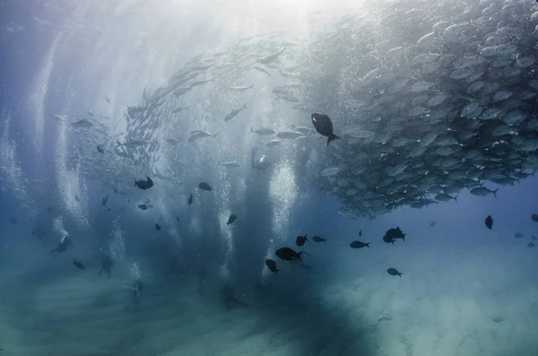 Ojo Grande Trevally Jack Caranx Sexfasciatus Formando Una Escuela Bola —  Fotos de Stock