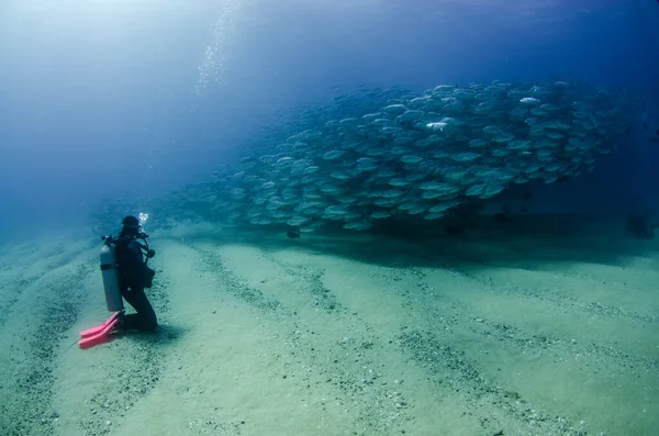 Velké Oko Trevally Jack Caranx Sexfasciatus Vytváření Školy Návnada Míč — Stock fotografie