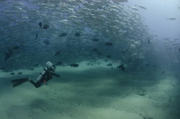 Olho Grande Trevally Jack Caranx Sexfasciatus Formando Uma Escola Bola — Fotografia de Stock