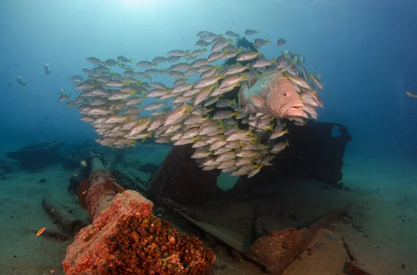 Cernie Che Nutrono Dalle Scogliere Del Mare Cortez Oceano Pacifico — Foto Stock