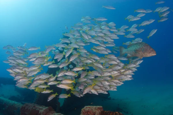 Grugniti Dentici Che Formano Una Scuola Naufragio Scogliere Del Mare — Foto Stock