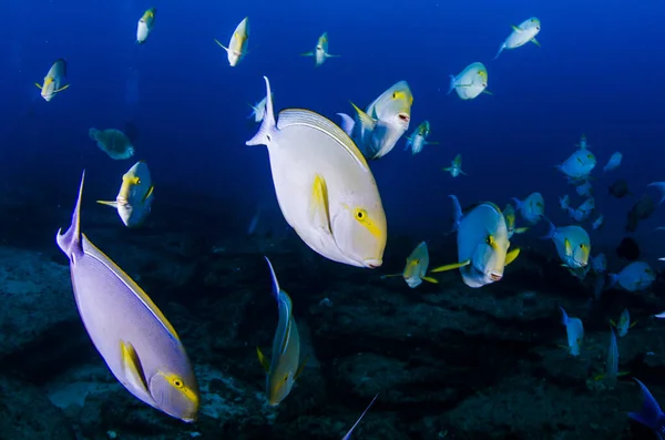 Acanthurus Xanthopterus Aleta Amarilla Púrpura Cirujano Naufragio Arrecifes Del Mar Imagen de stock