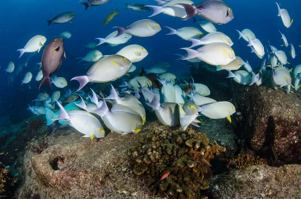 Acanthurus Xanthopterus Aleta Amarilla Púrpura Cirujano Naufragio Arrecifes Del Mar Imagen de archivo