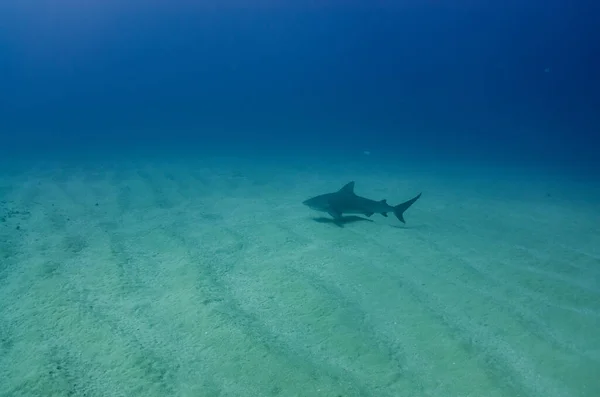 Tiburón Toro Carcharhinus Leucas Arrecifes Del Mar Cortés Océano Pacífico Imágenes de stock libres de derechos