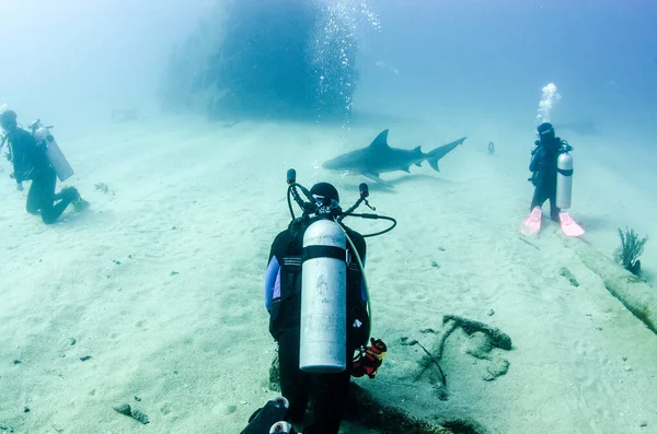 Bull Shark Carcharhinus Leucas Werkt Samen Met Duikers Riffen Van Rechtenvrije Stockfoto's