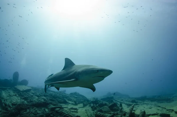 Tiburón Toro Carcharhinus Leucas Arrecifes Del Mar Cortés Océano Pacífico Imagen de archivo