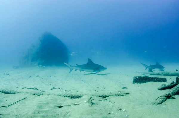 Tiburón Toro Carcharhinus Leucas Arrecifes Del Mar Cortés Océano Pacífico Fotos de stock