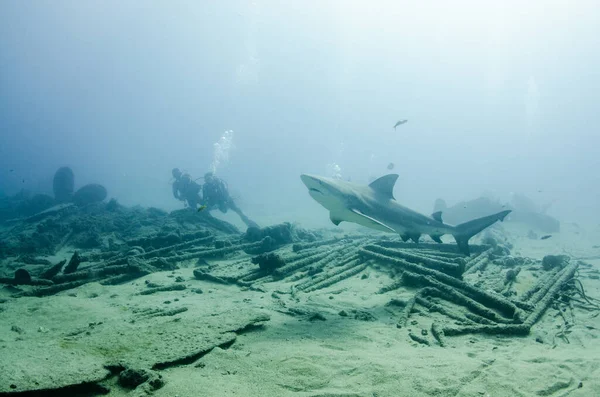 Bull Shark Carcharhinus Leucas Werkt Samen Met Duikers Riffen Van Rechtenvrije Stockfoto's